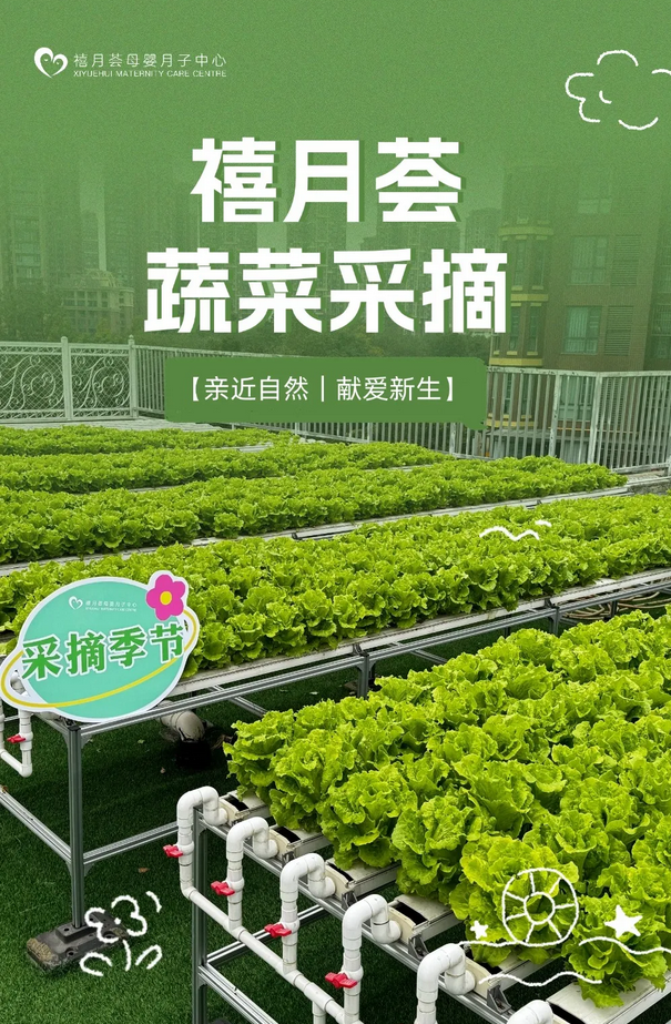 成都月子中心農場主|共享菜地，開啟有機坐月子生活1