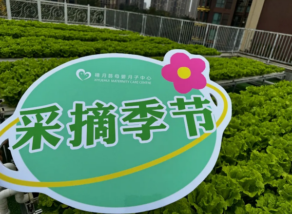 成都月子中心農場主|共享菜地，開啟有機坐月子生活5